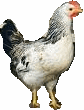Chicken Image Public Domain