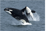 Orca Whales Jumping  Public Domain Photo