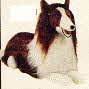 Lassie Stuffed Dog 1976 From The 1970s